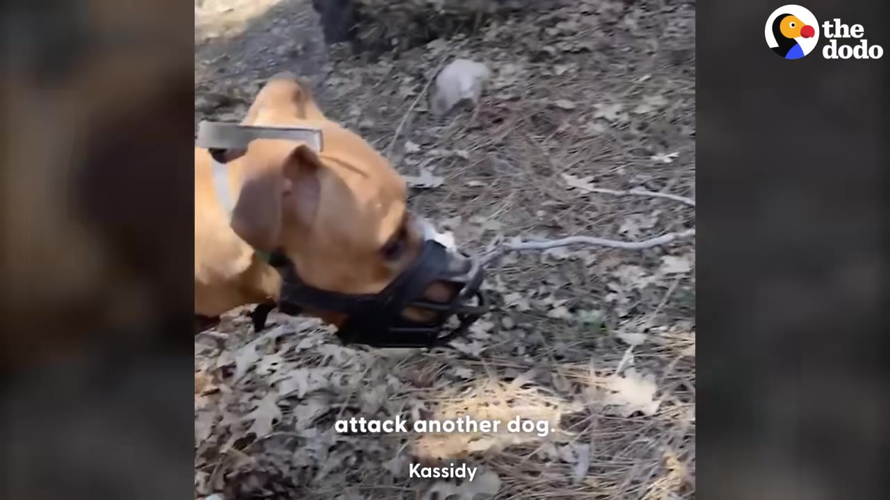 A tan dog wearing a black basket muzzle outdoors on a path covered with dry leaves.