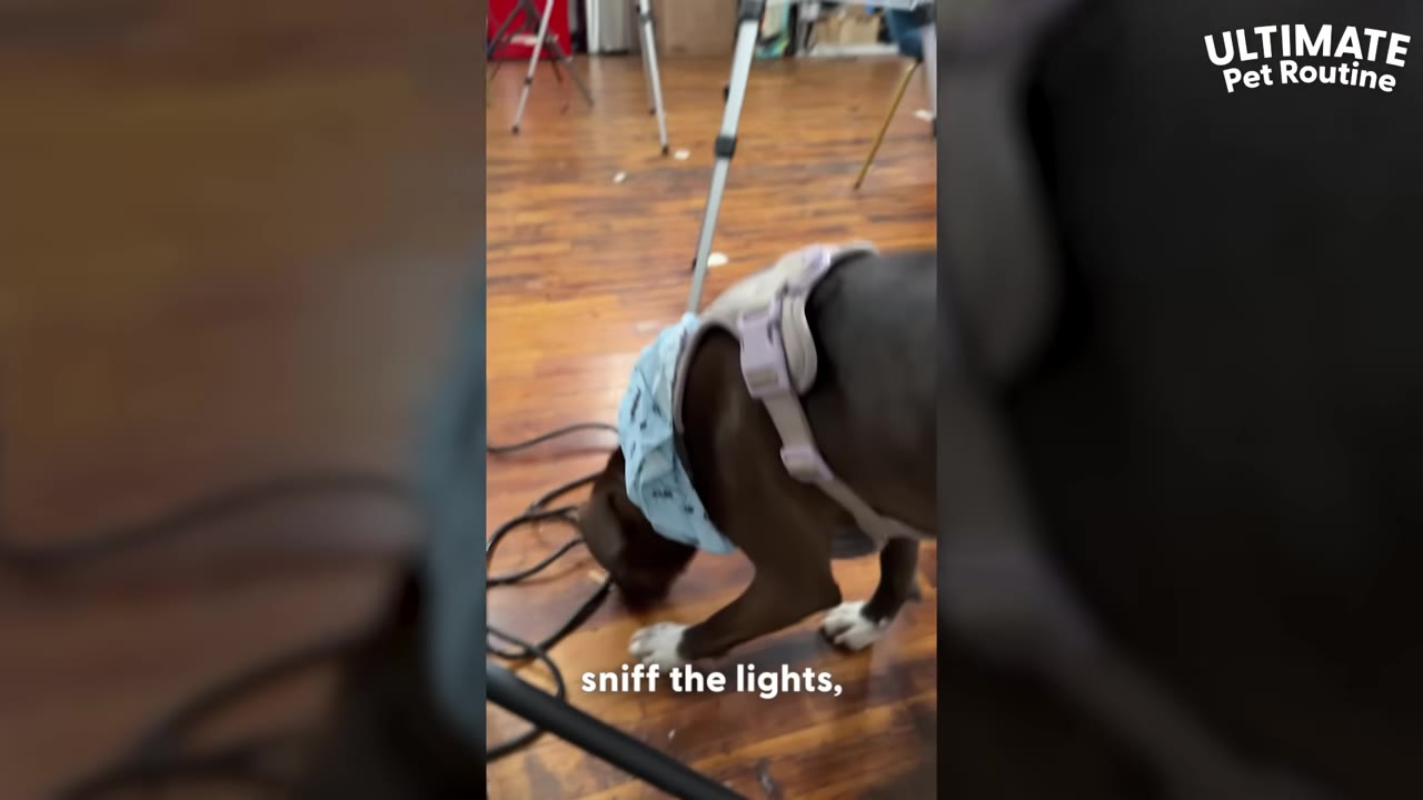 A brown and white dog wearing a harness and a blue bandana sniffs black cables on a wooden floor near light stands.