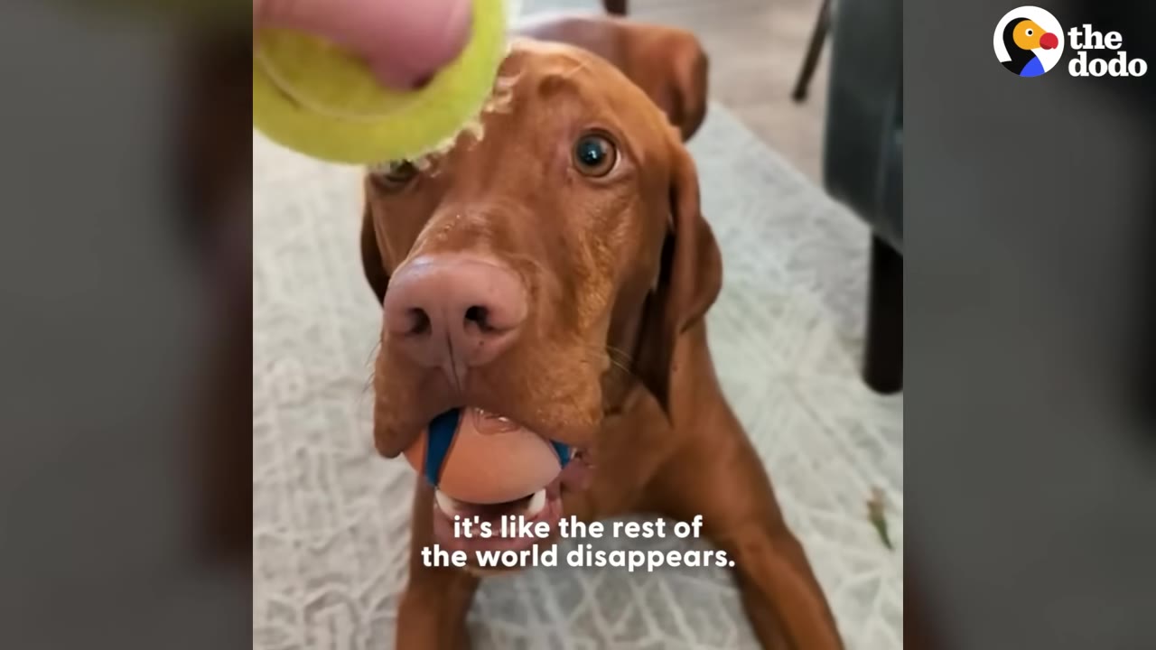 A close-up of a brown dog holding a blue and orange ball in its mouth while staring intently up at a yellow tennis ball held above its head.