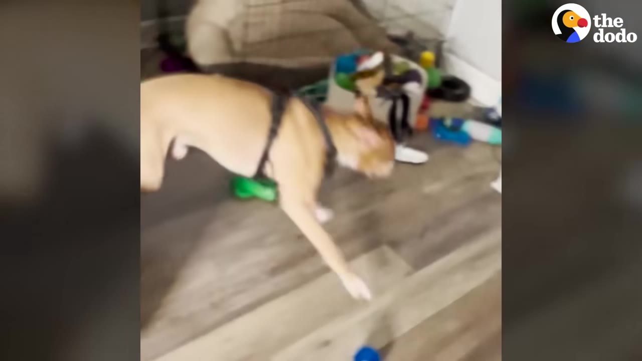 A tan dog wearing a black harness runs across a wooden floor with toys scattered in the background.