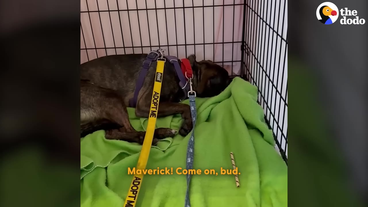 A brindle dog wearing a harness and leash lies curled up on a green blanket inside a wire crate, looking anxious and refusing to come out.