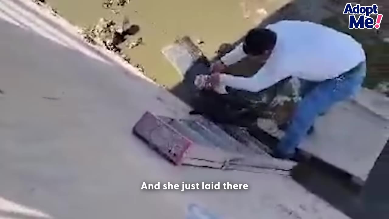 A man in a white shirt and blue jeans reaches down a concrete slope toward a dark-colored dog lying motionless near the water.