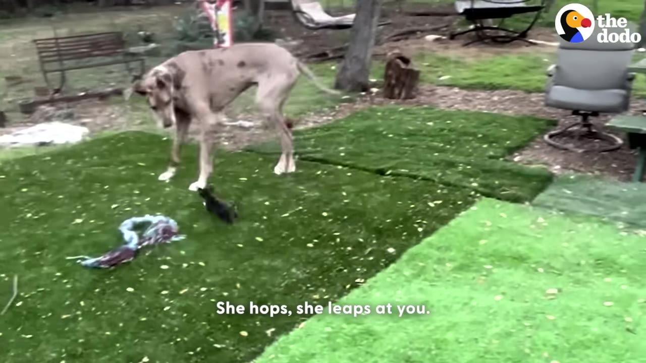 A tiny black kitten or puppy stands on green artificial turf, looking up at a very large, light brown Great Dane dog in a backyard.