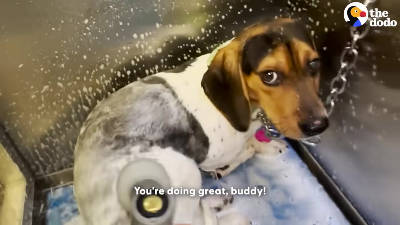 A small black, white, and brown dog sits in a metal dog washing tub covered in soapy suds, looking directly at the camera.