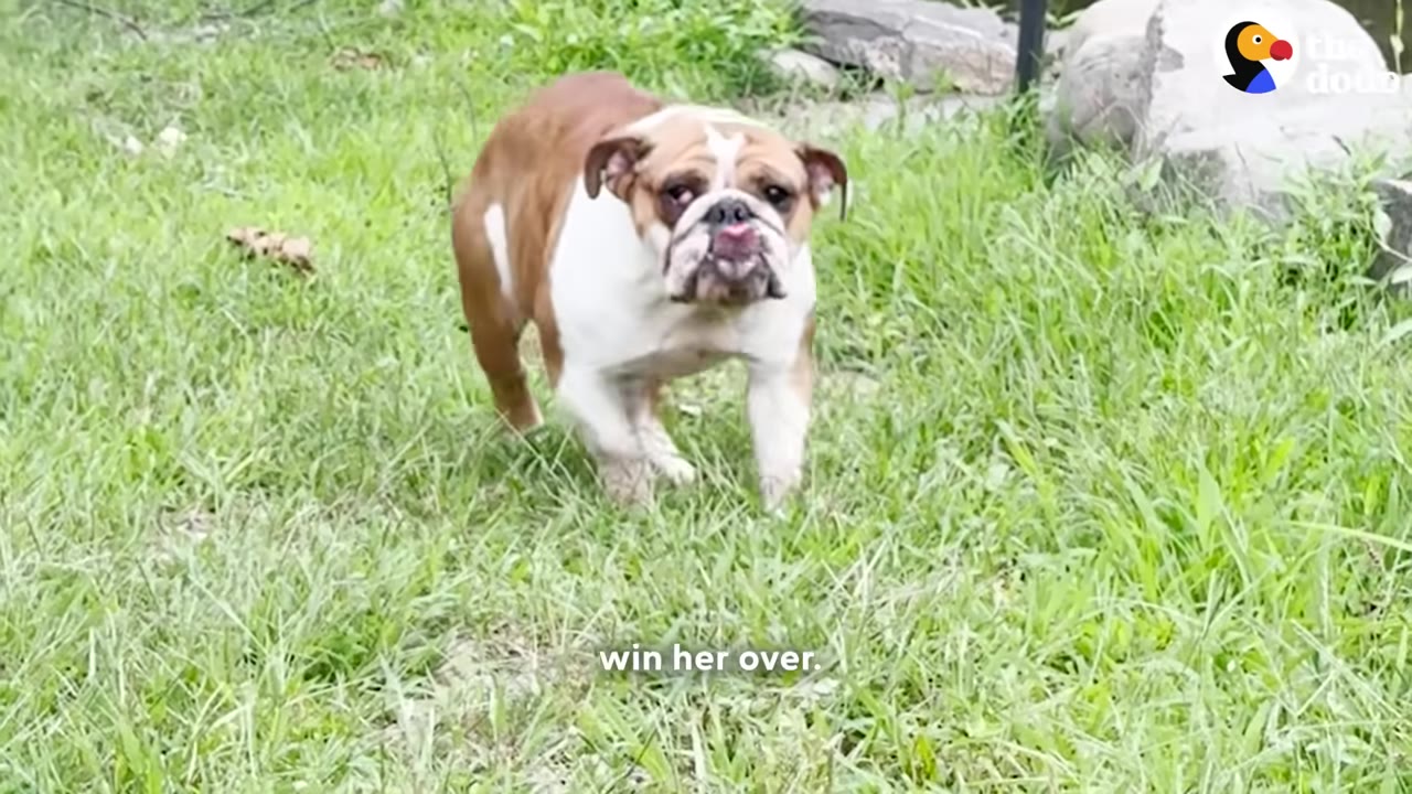A brown and white bulldog stands in a grassy field, looking hesitantly toward the camera with the text 'win her over' displayed at the bottom.