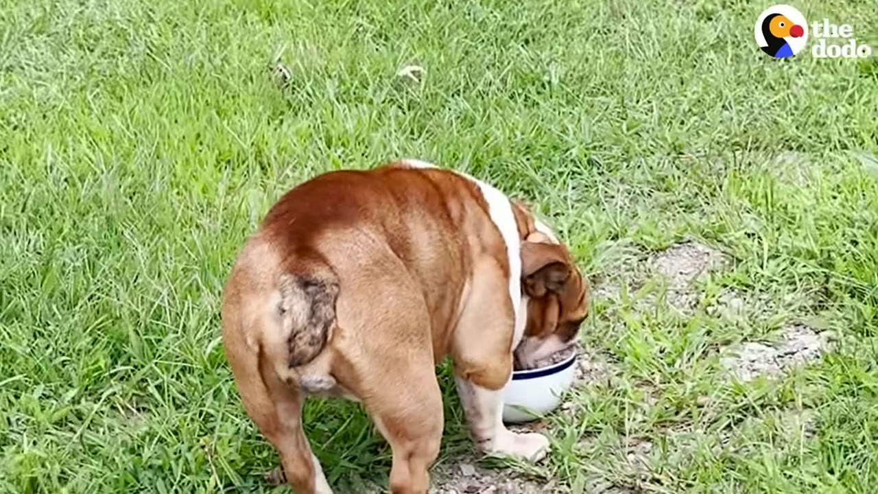 A brown and white bulldog eating from a white bowl on green grass.