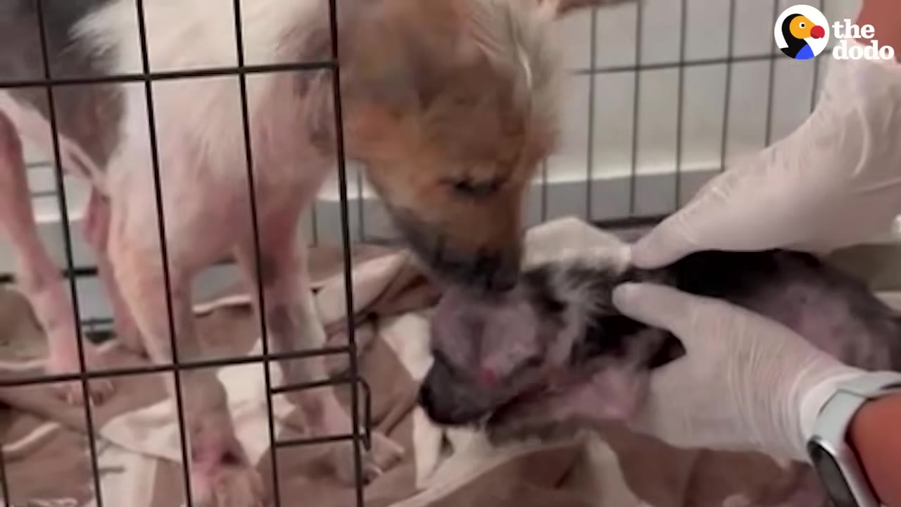 A light brown scruffy dog inside a wire crate leans forward to sniff a small puppy being held gently by a person wearing white gloves.