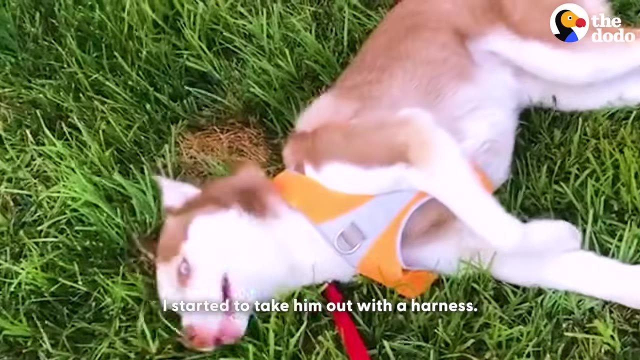 A brown and white dog wearing an orange harness rolls playfully on green grass.