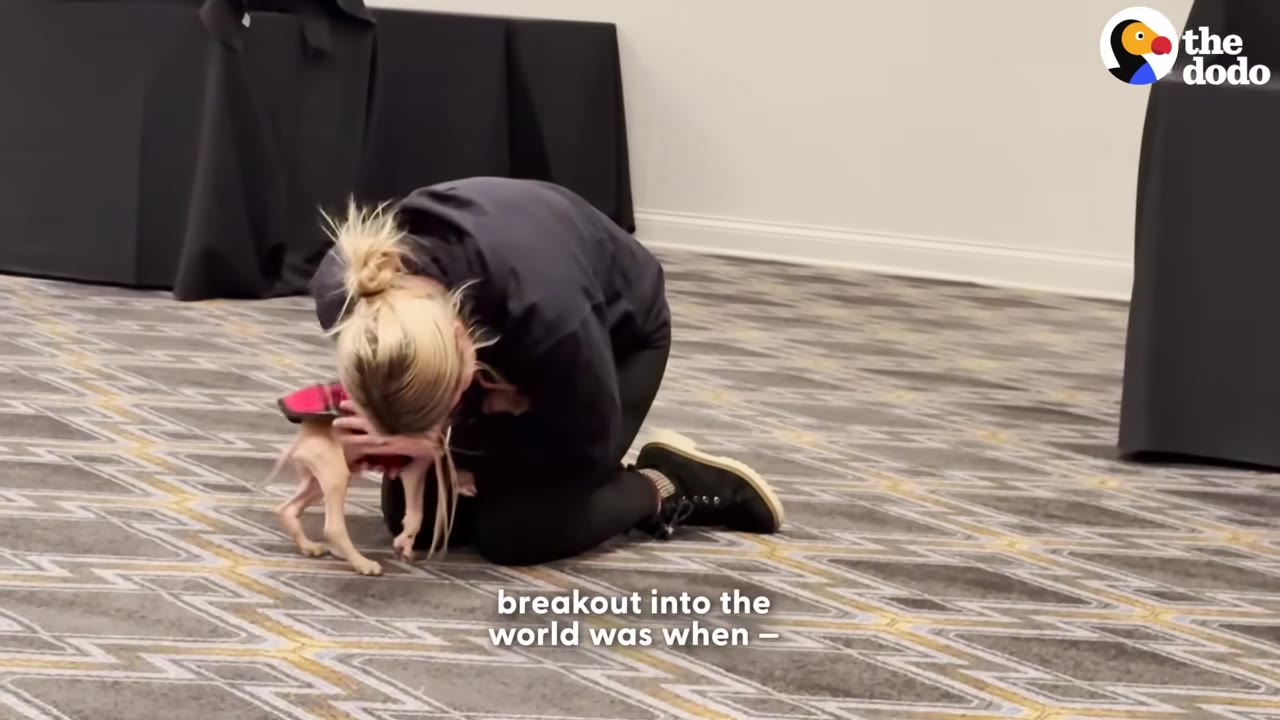 A woman with blonde hair in a bun kneels on a patterned carpet, gently holding a tiny tan puppy wearing a red sweater.