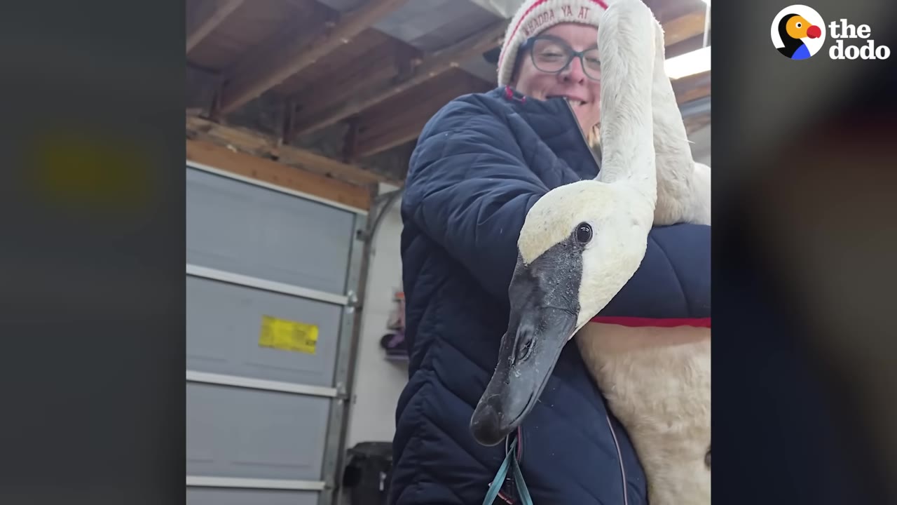 A woman wearing a winter hat and glasses smiles as she holds a large white swan close to her chest inside a garage.