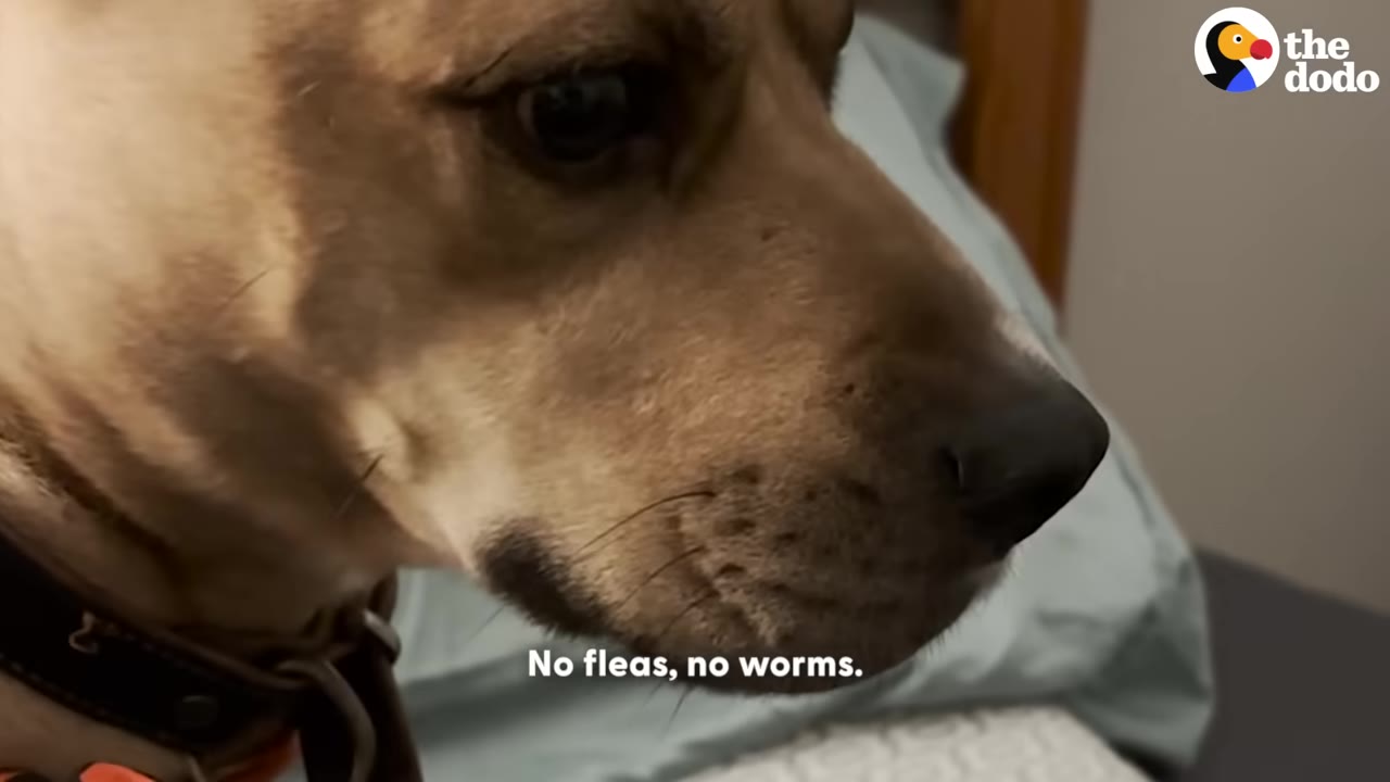 A close-up of a tan dog's face with the caption 'No fleas, no worms.'