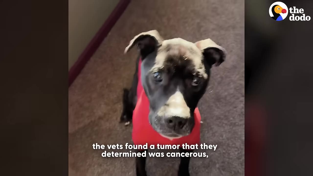 A black and white dog wearing a red shirt looks up with wide, sweet eyes.