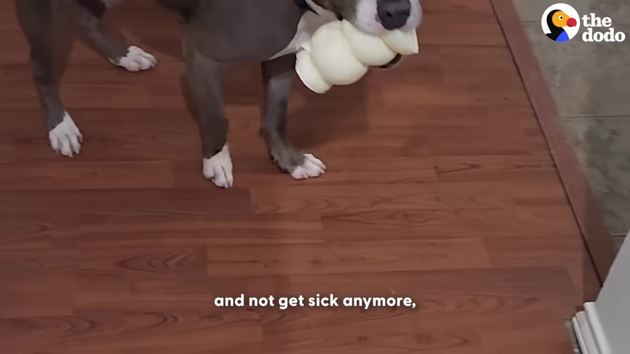 A gray and white dog standing on a wooden floor, holding a white ribbed toy in its mouth.