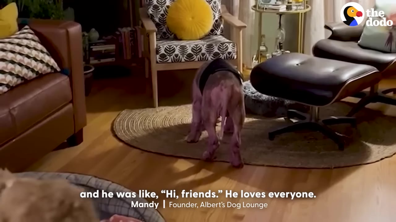 A hairless pink dog wearing a black harness walks into a cozy living room with wooden floors, approaching a round rug and armchairs.