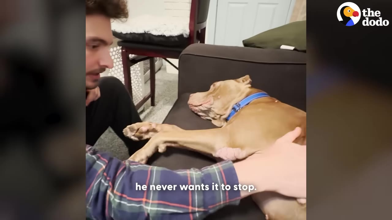 A man in a plaid shirt gently pets a tan dog lying on a dark couch, as the dog rests its front paw on the man's arm.