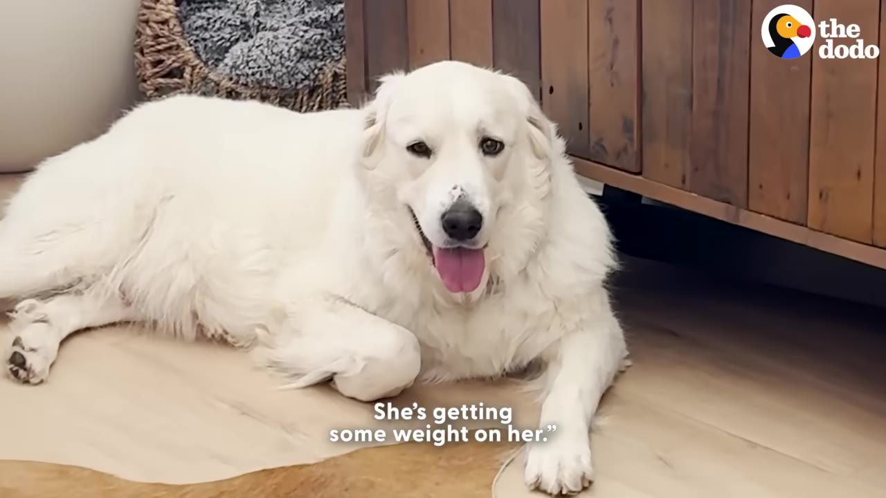 A large, fluffy white dog lies on a wooden floor, looking up with an open mouth and happy expression.