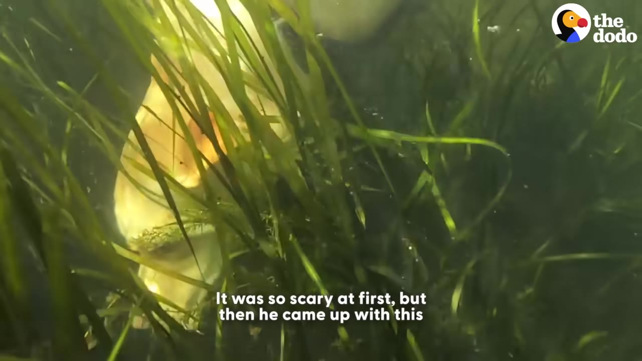 An underwater view of a golden retriever submerged among long green lake weeds.