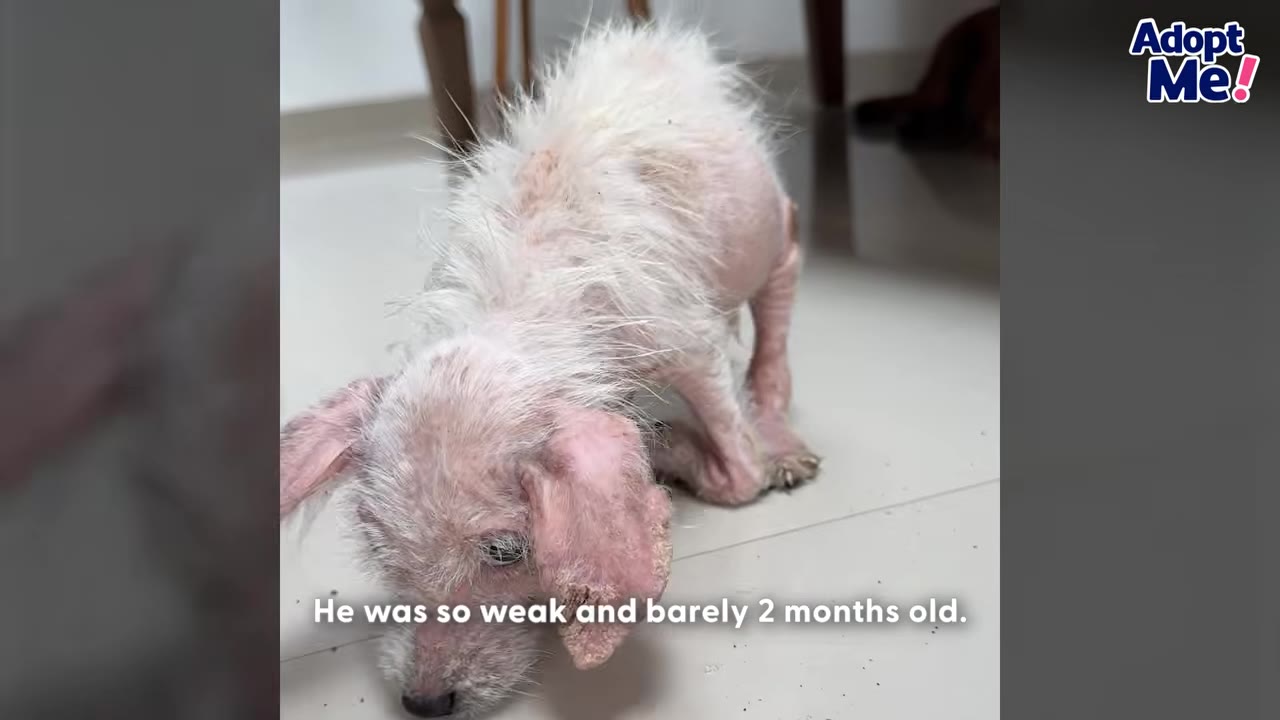 A small, frail puppy with severe hair loss and pink, irritated skin stands weakly on a tiled floor, looking down.
