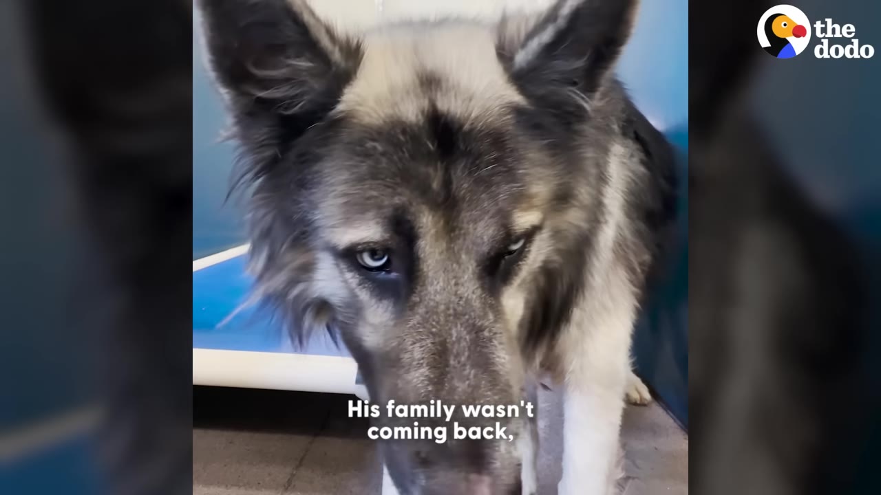 A close-up of a fluffy grey and white dog with blue eyes looking down sadly inside a shelter kennel.
