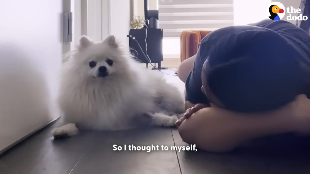 A fluffy white Pomeranian dog lies on a wooden floor next to its owner, who is lying face down with her head resting on her arms.