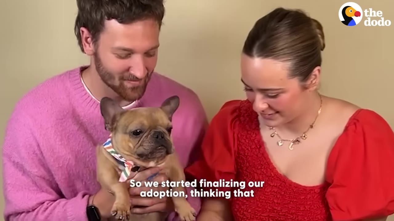 A man in a pink sweater and a woman in a red top smile down at a small French bulldog wearing a colorful collar as they hold him.