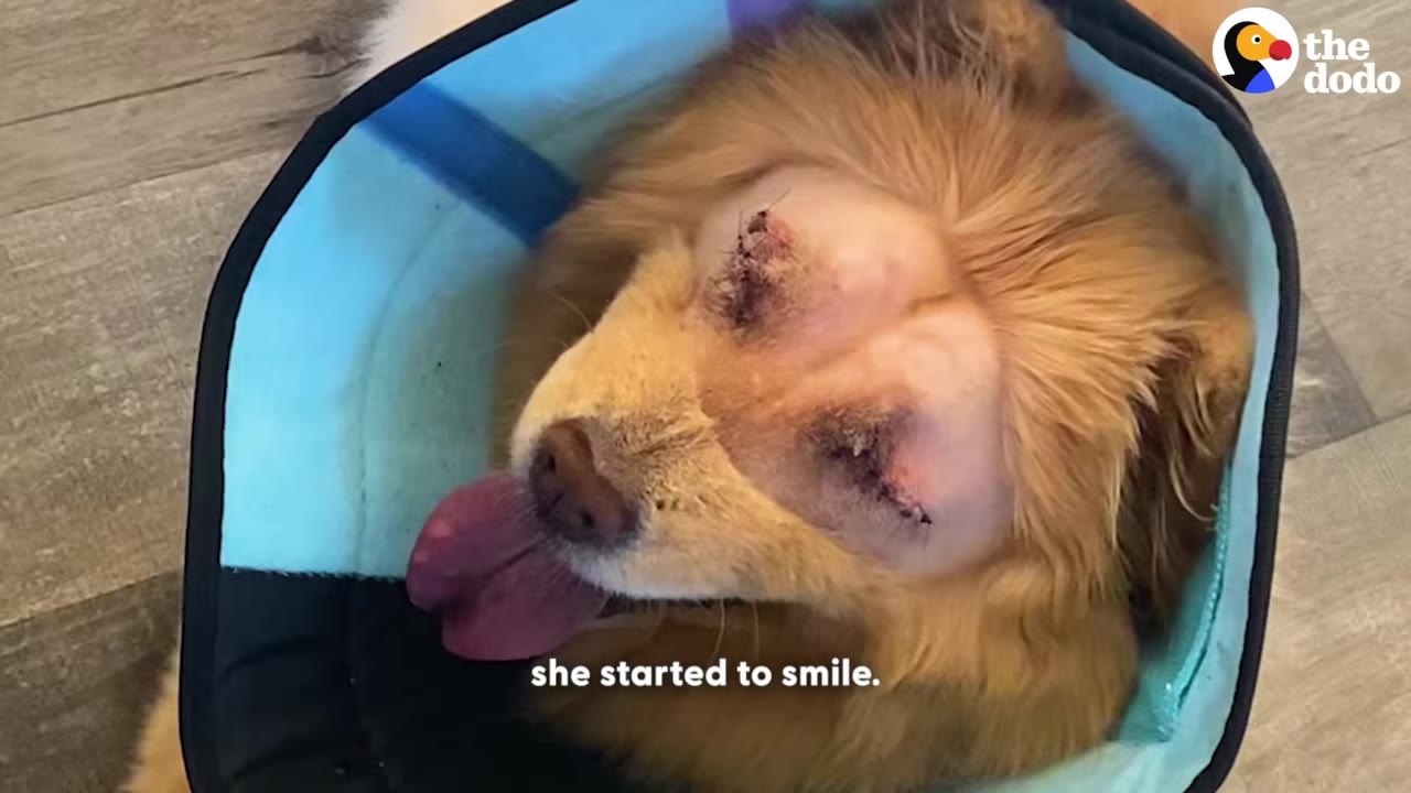 A fluffy golden dog wearing a blue recovery cone smiles with her tongue sticking out, showing stitched-closed eyes after surgery.