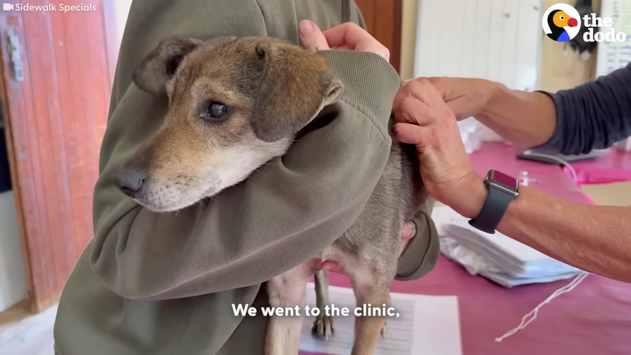 A small brown and white dog is held gently in someone's arms wearing a green hoodie while a veterinary professional examines its back at a clinic.