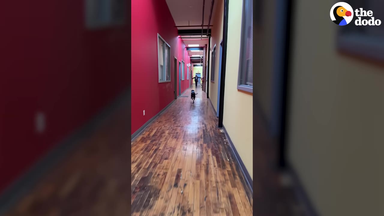 A dark-colored dog runs down a long, wooden-floored hallway with red and yellow walls toward a person standing at the far end with arms outstretched.