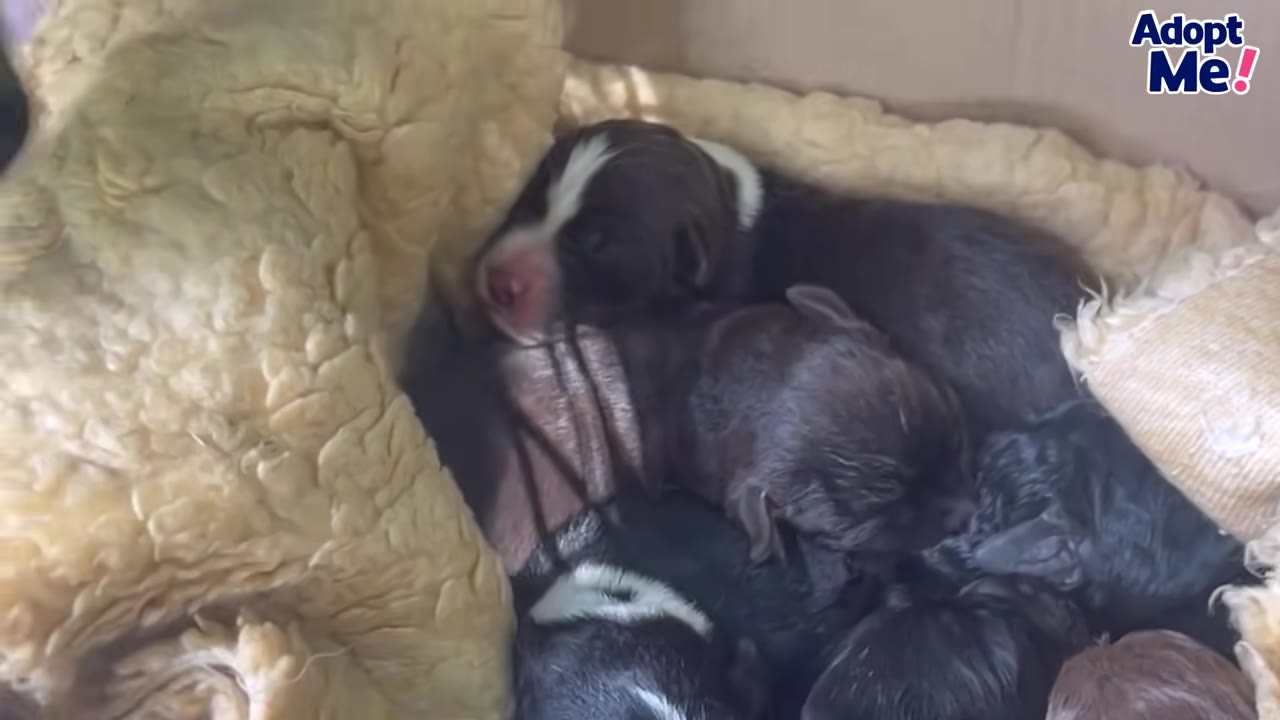 A group of newborn black and white puppies huddled together on a soft yellow blanket inside a box.