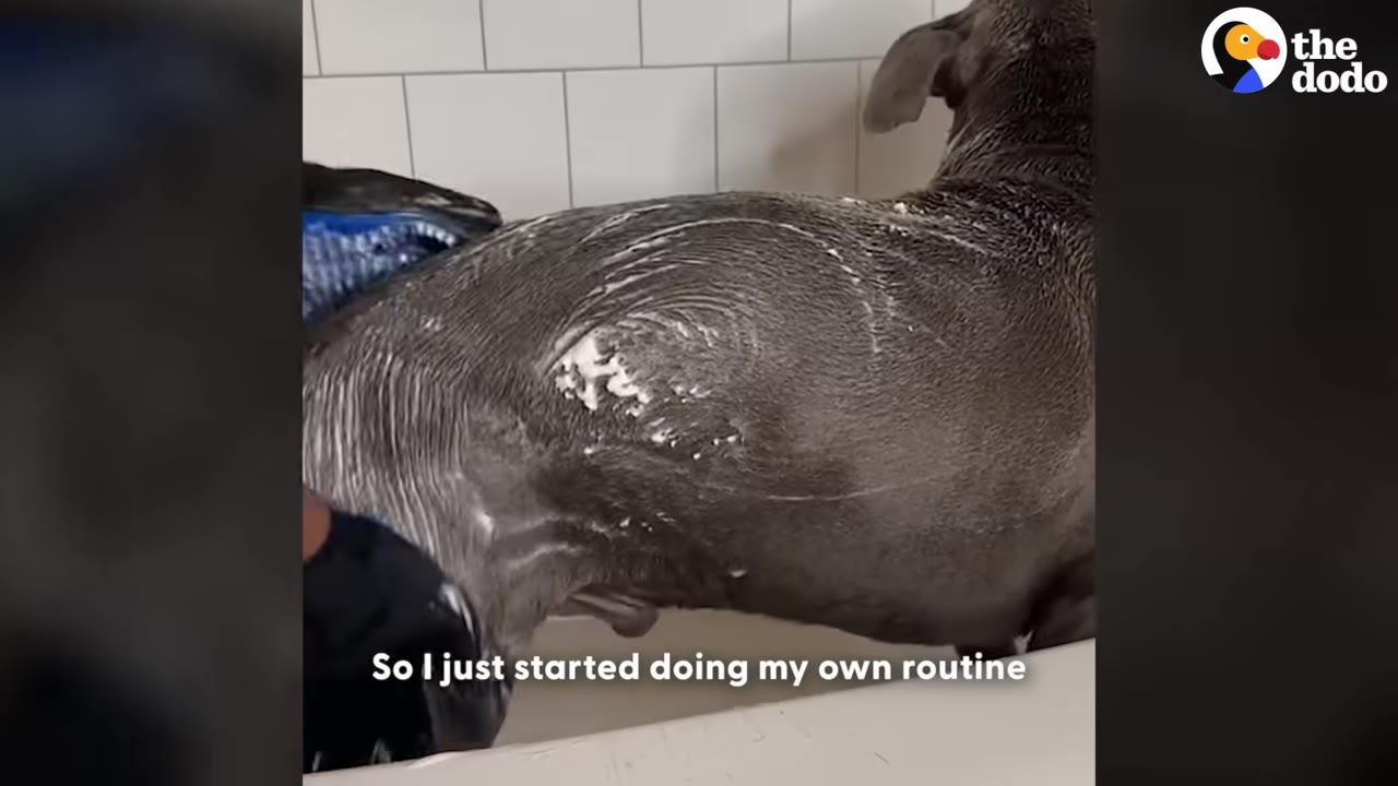 A gray dog stands in a white-tiled bathtub while being washed with soapy lather, with a subtitle reading 'So I just started doing my own routine'.