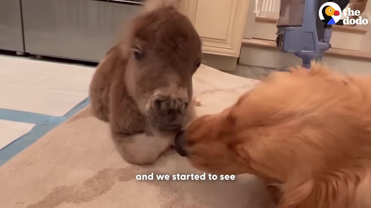 A small brown miniature horse sits on a light-colored rug while a golden retriever dog gently sniffs its face.