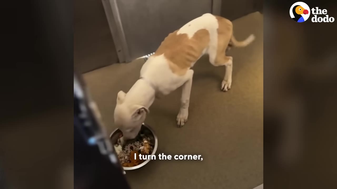 An extremely thin, emaciated tan and white dog eating food from a metal bowl on the floor.