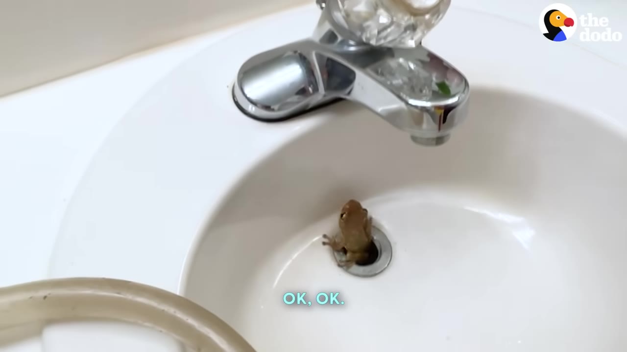 A small brown frog emerging from a white bathroom sink drain.