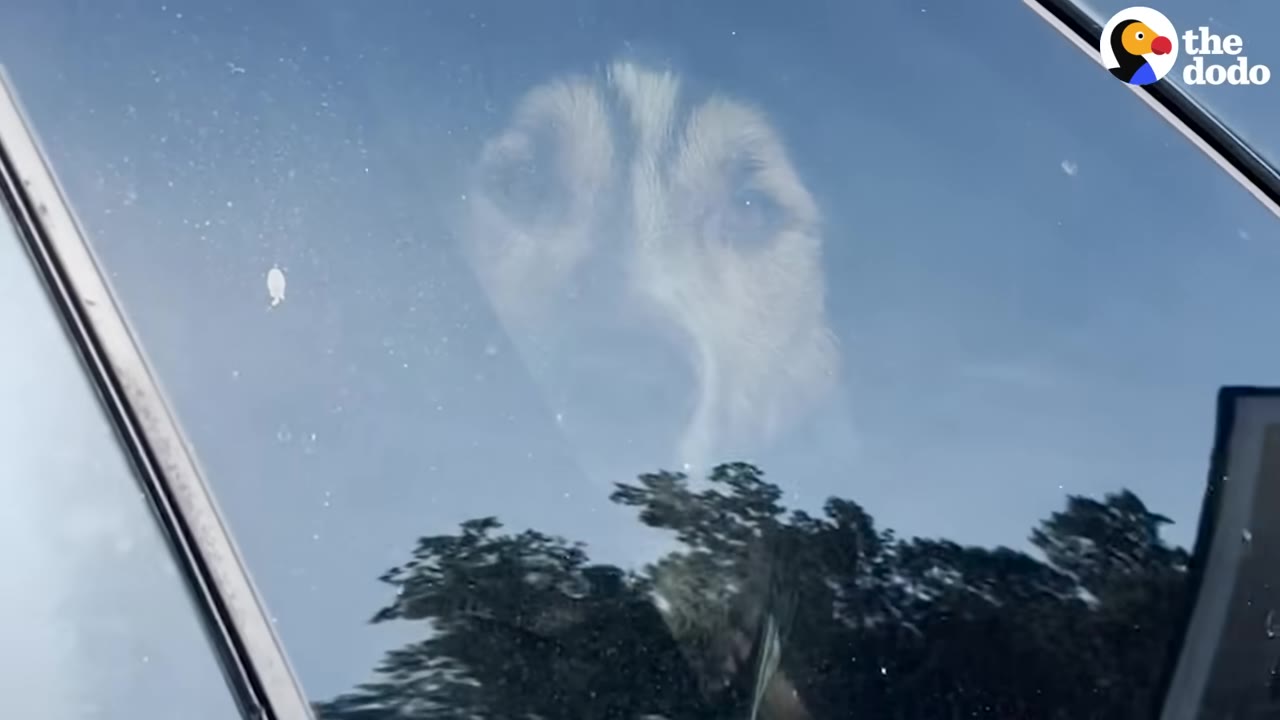 A dog with black and white facial markings looks out of a car window, with reflections of trees visible on the glass.