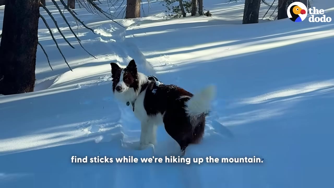 A black and white dog stands in deep snow on a sunny day, looking back over its shoulder.