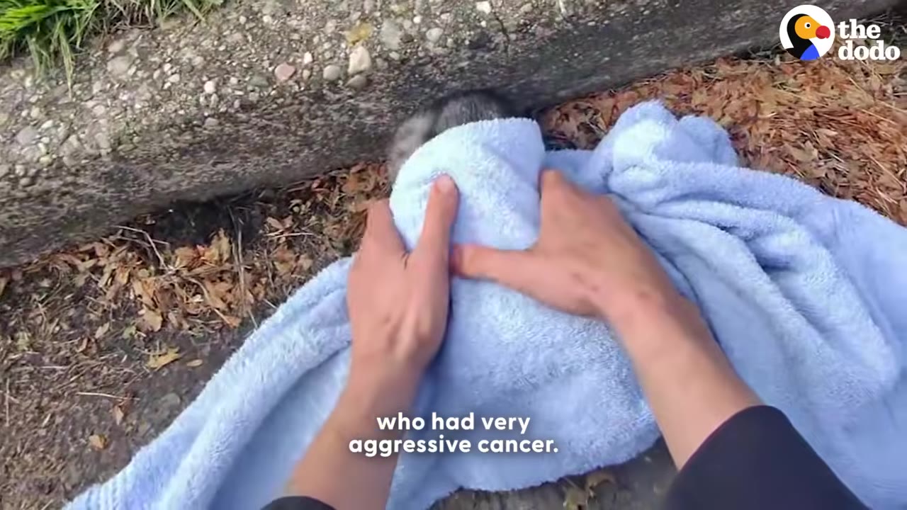 A person's hands gently wrapping a grey animal in a soft blue towel on the ground.