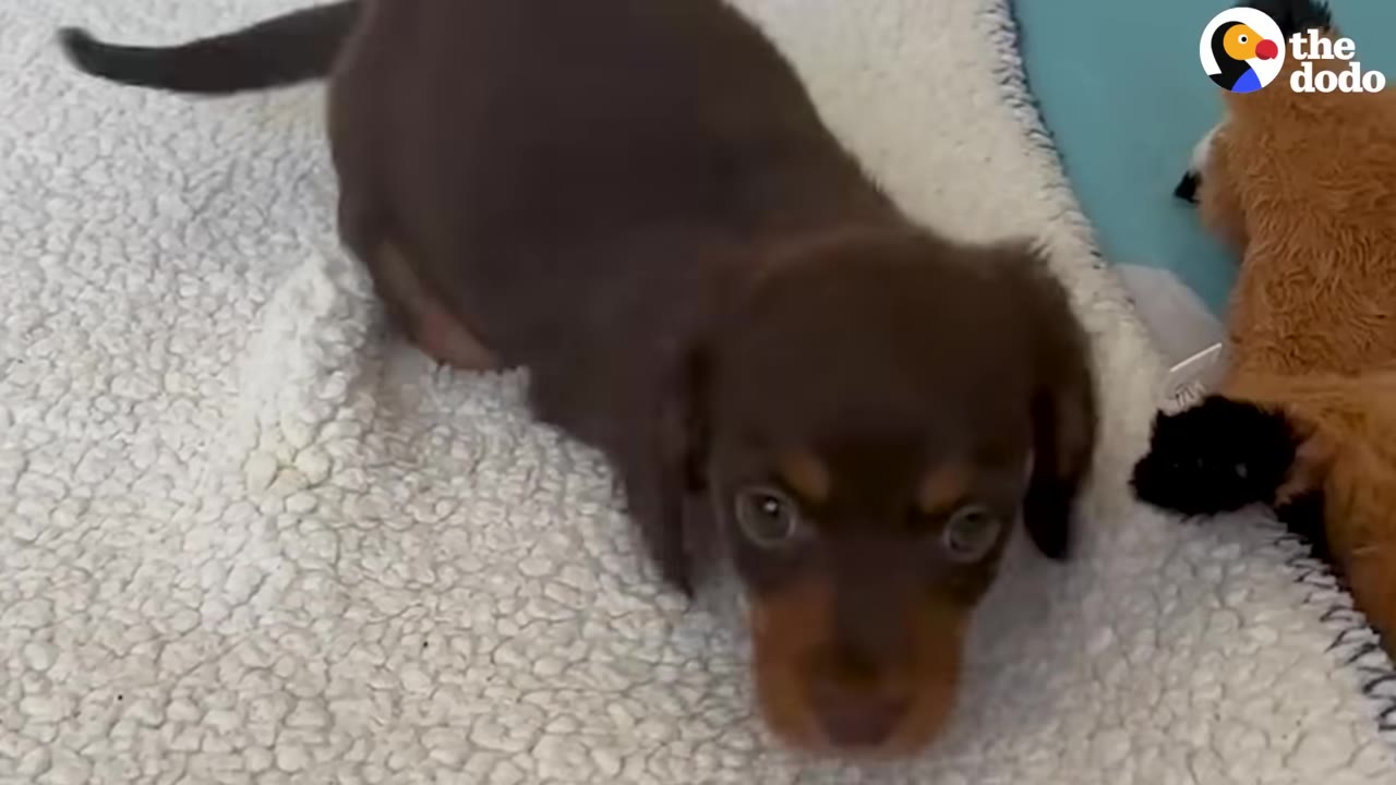 A small brown and tan dachshund puppy crawls forward on a white textured blanket, looking directly into the camera with wide, bright eyes.
