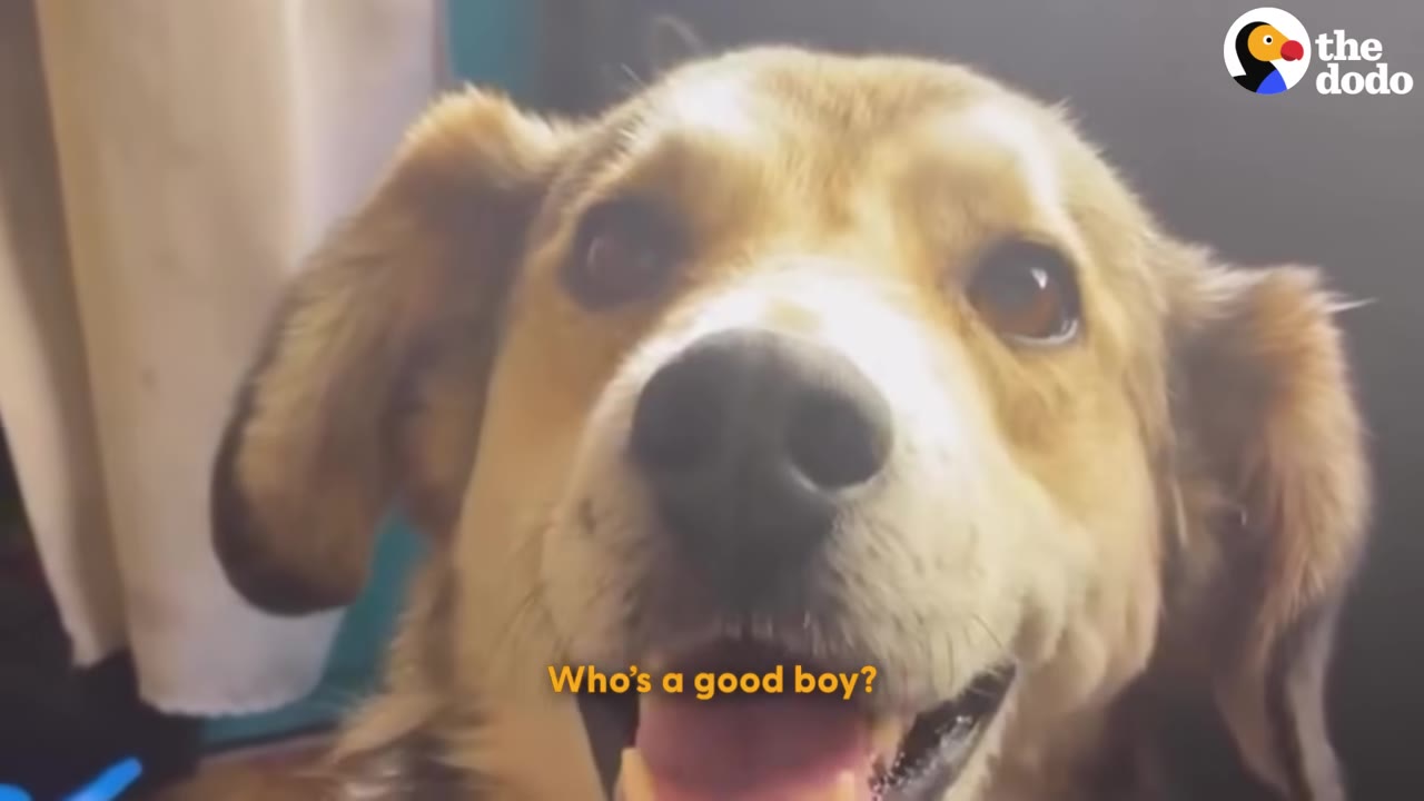 A close-up shot of a happy brown and white dog looking directly at the camera with its mouth slightly open.