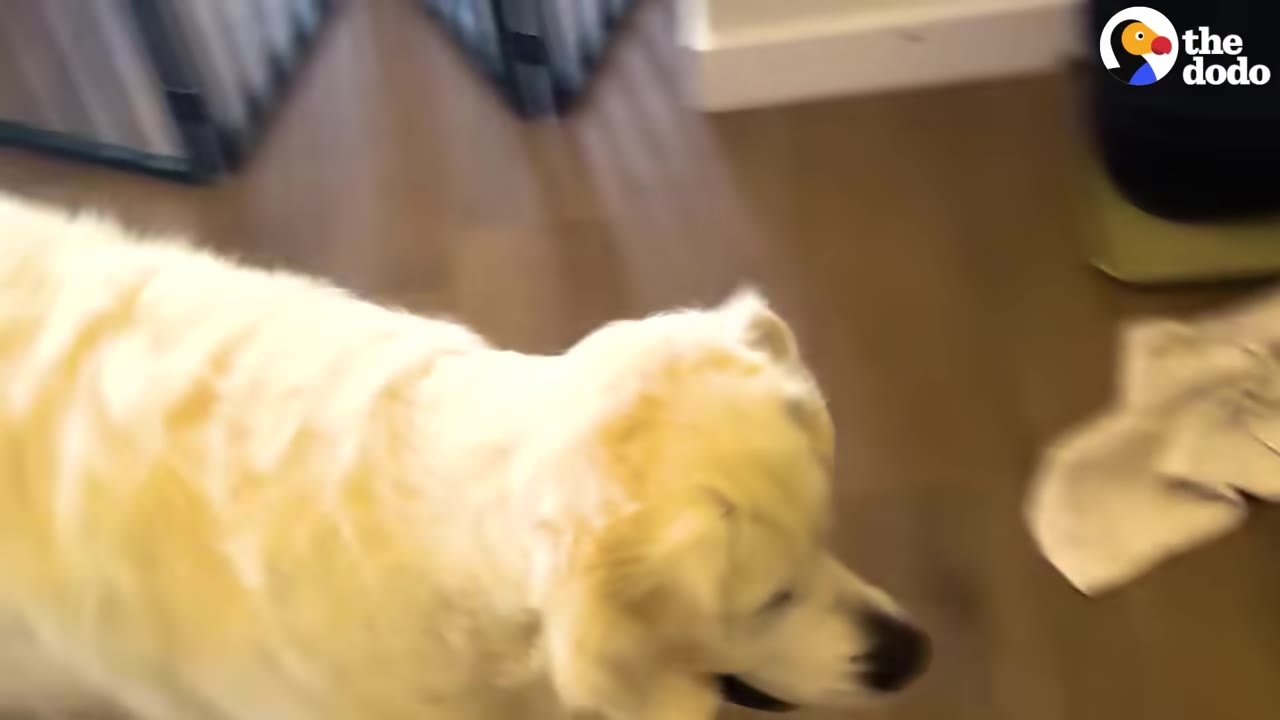 A fluffy white dog looks down curiously on a wooden floor.