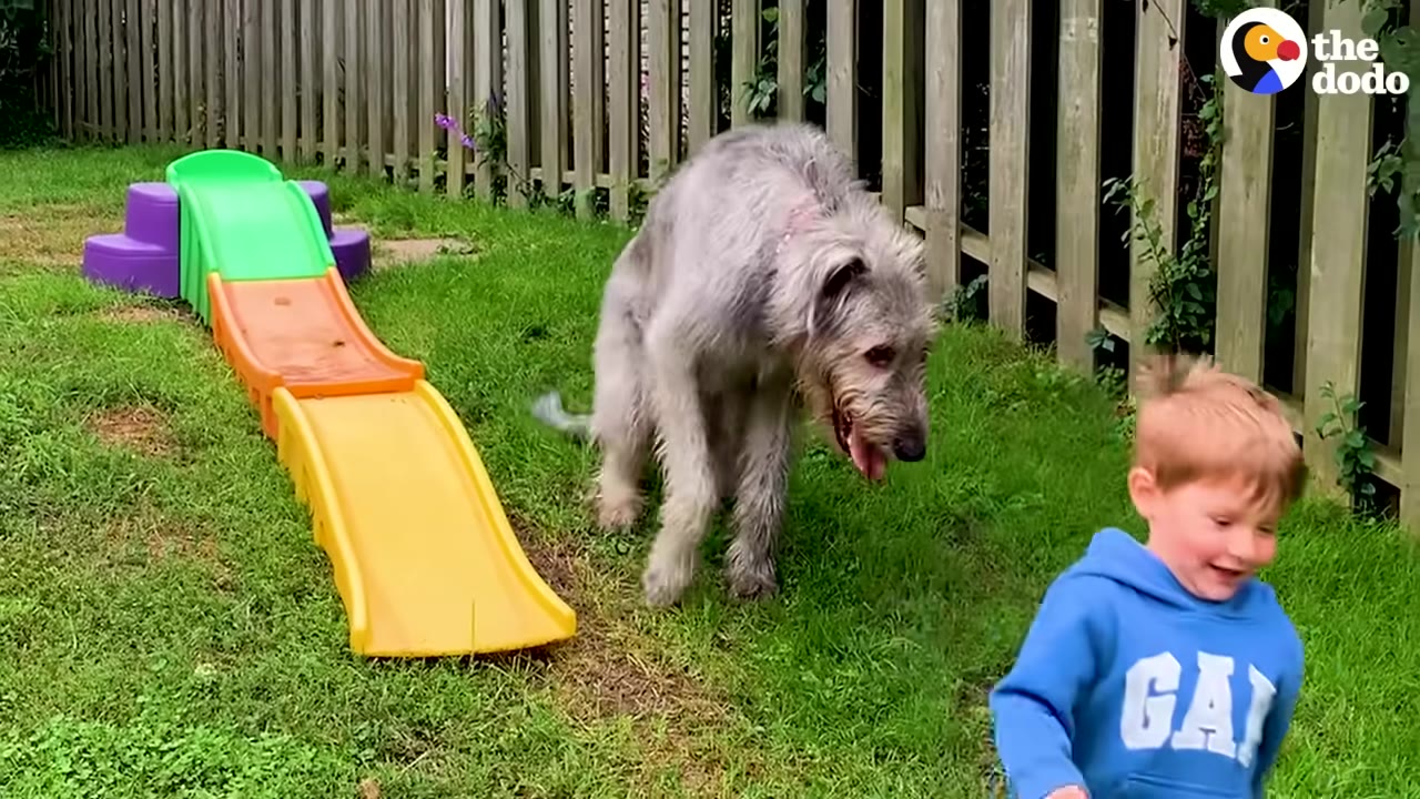 A large, shaggy grey Irish Wolfhound runs in a grassy backyard next to a colorful toy slide while a young boy in a blue hoodie runs in the foreground.