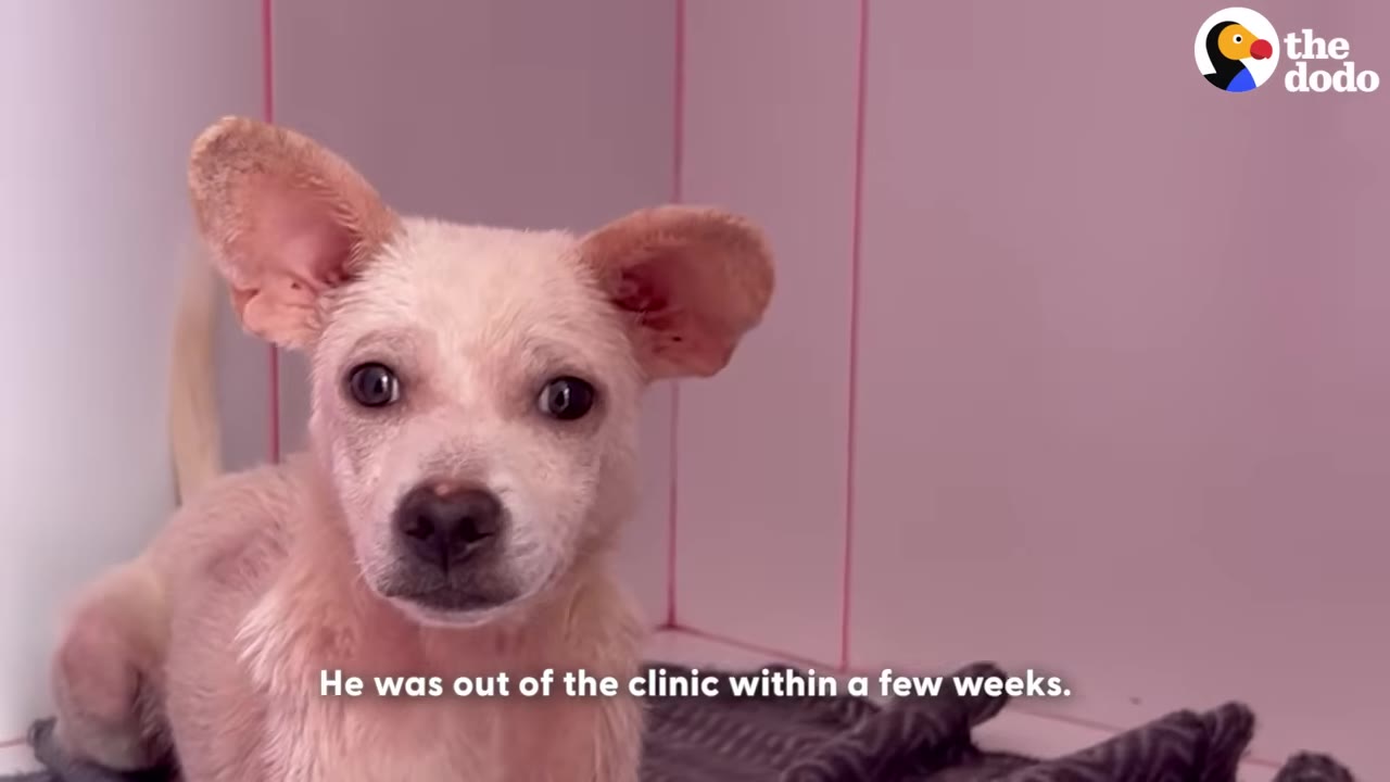 A small, light-colored dog with large, upright ears sits alertly inside a clinic enclosure, looking directly at the camera.