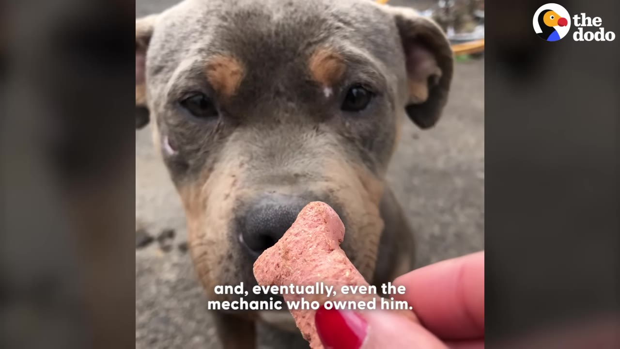 A close-up of a brown and grey dog looking gently at a bone-shaped treat held in a person's hand.