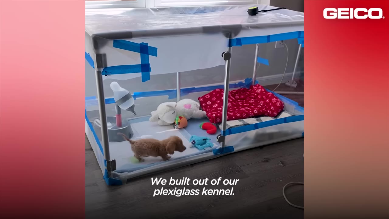 A custom-built plexiglass kennel with blue tape, containing a small brown puppy, toys, a water dispenser, and a red blanket.