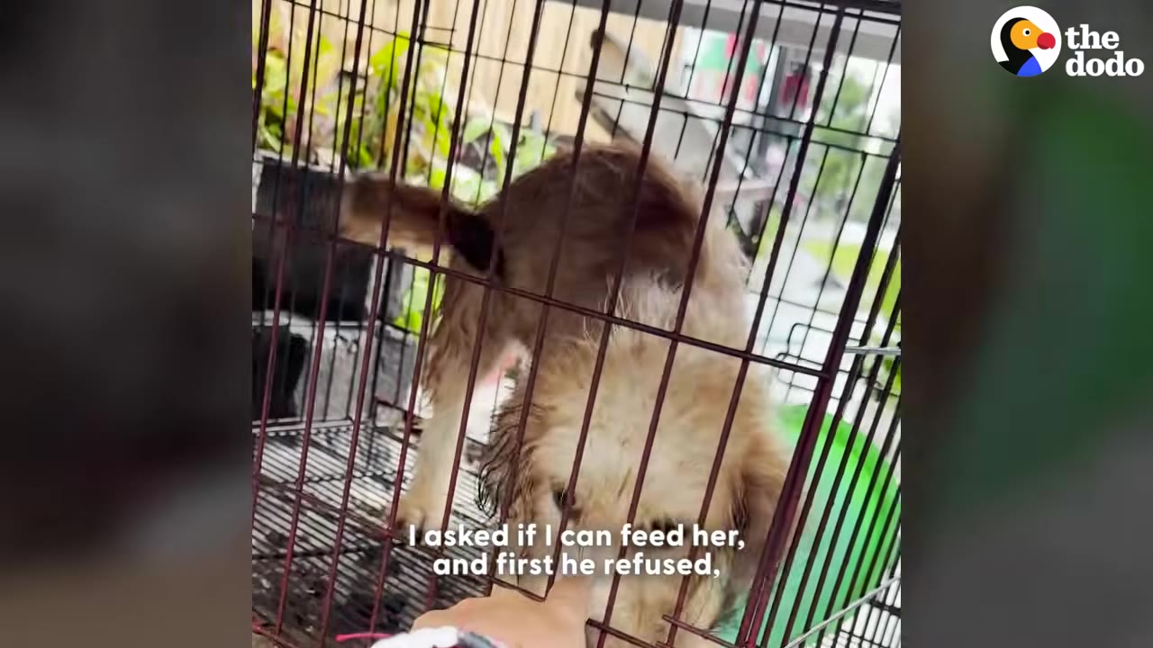 A hand reaches through the bars of a wire cage to gently touch a scruffy brown dog, with the subtitle 'I asked if I can feed her, and first he refused,'.
