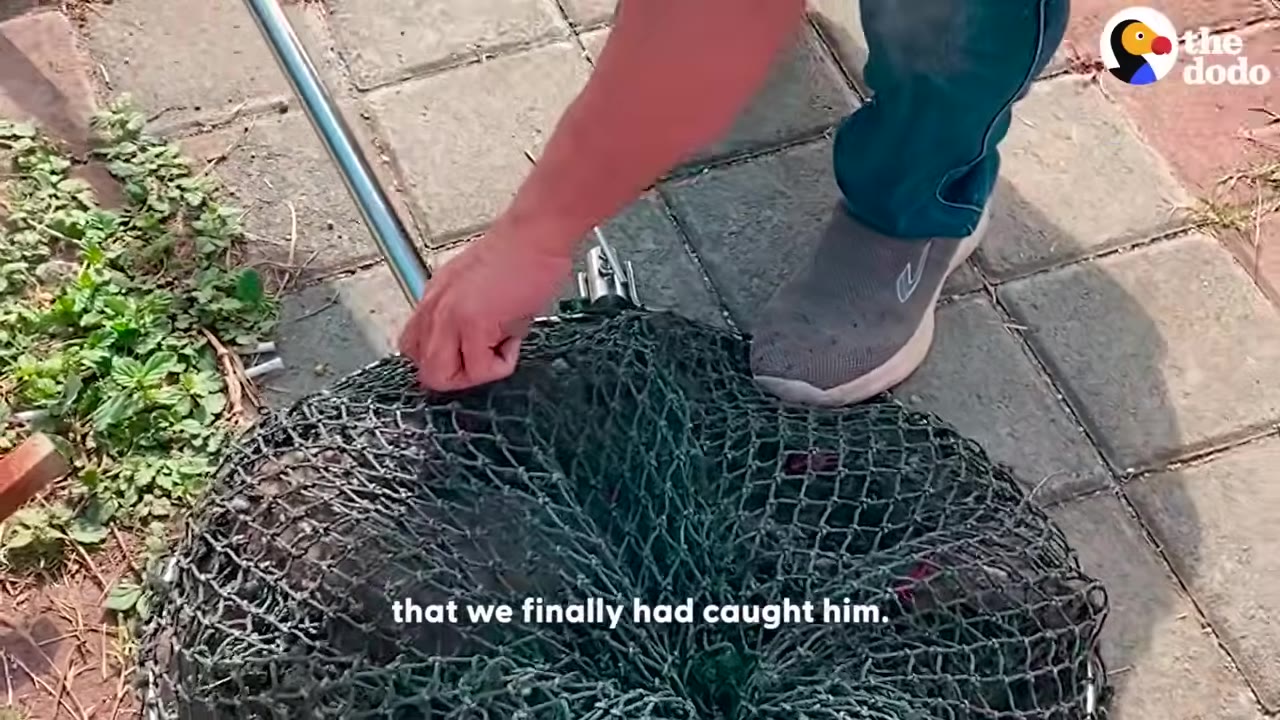 A close-up shot of a rescuer's hand holding the metal handle of a green mesh net placed over a dog on a paved ground, with the subtitle 'that we finally had caught him.'