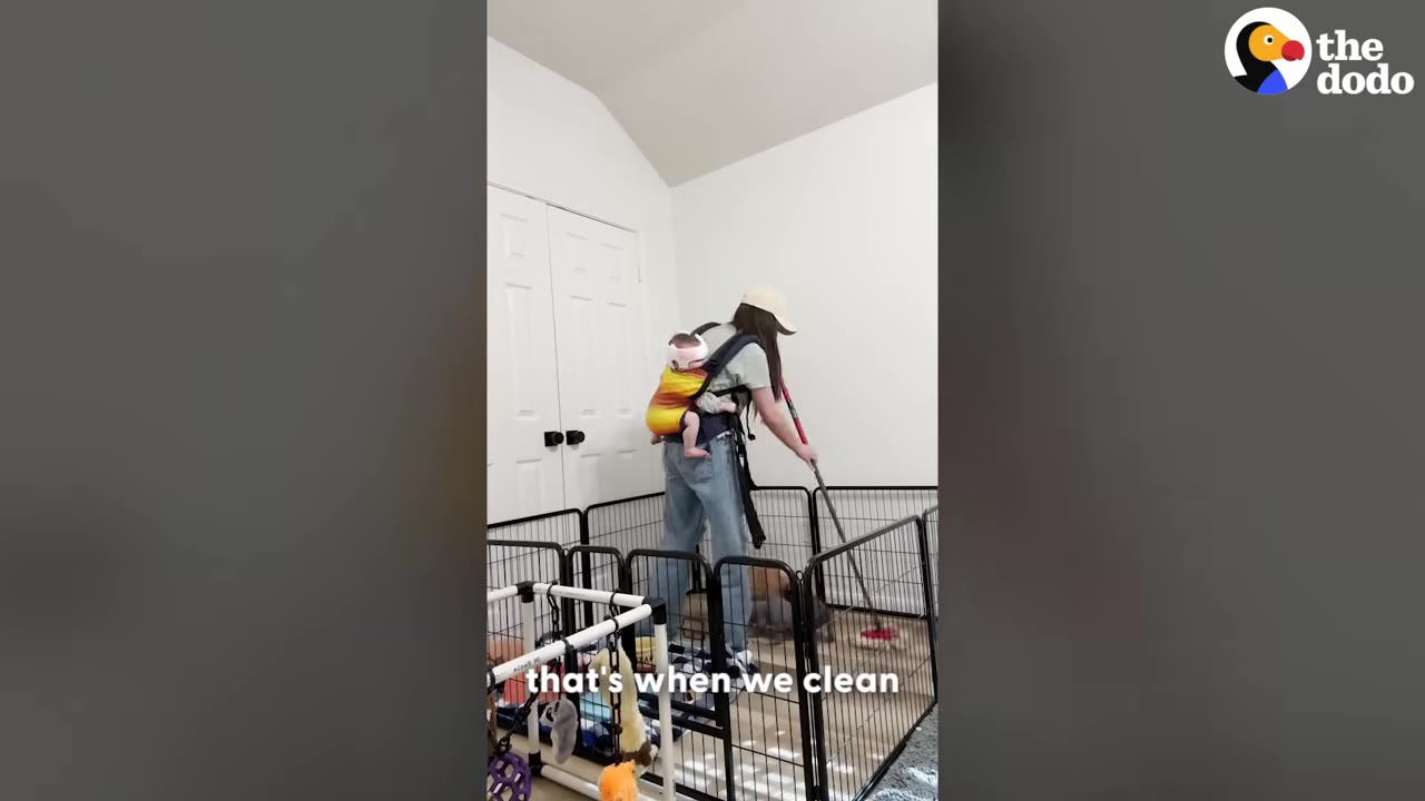 A woman wearing a baby carrier with a baby on her back sweeps the floor inside a black wire puppy playpen.