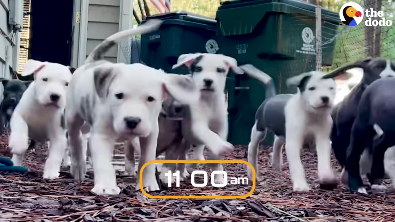 A group of energetic white and black puppies running forward on wood mulch outdoors.