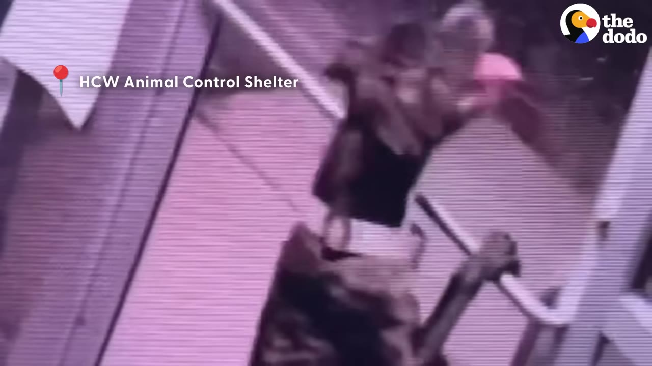 Security camera footage showing a dark-colored dog standing on its hind legs at the glass door of an animal shelter.