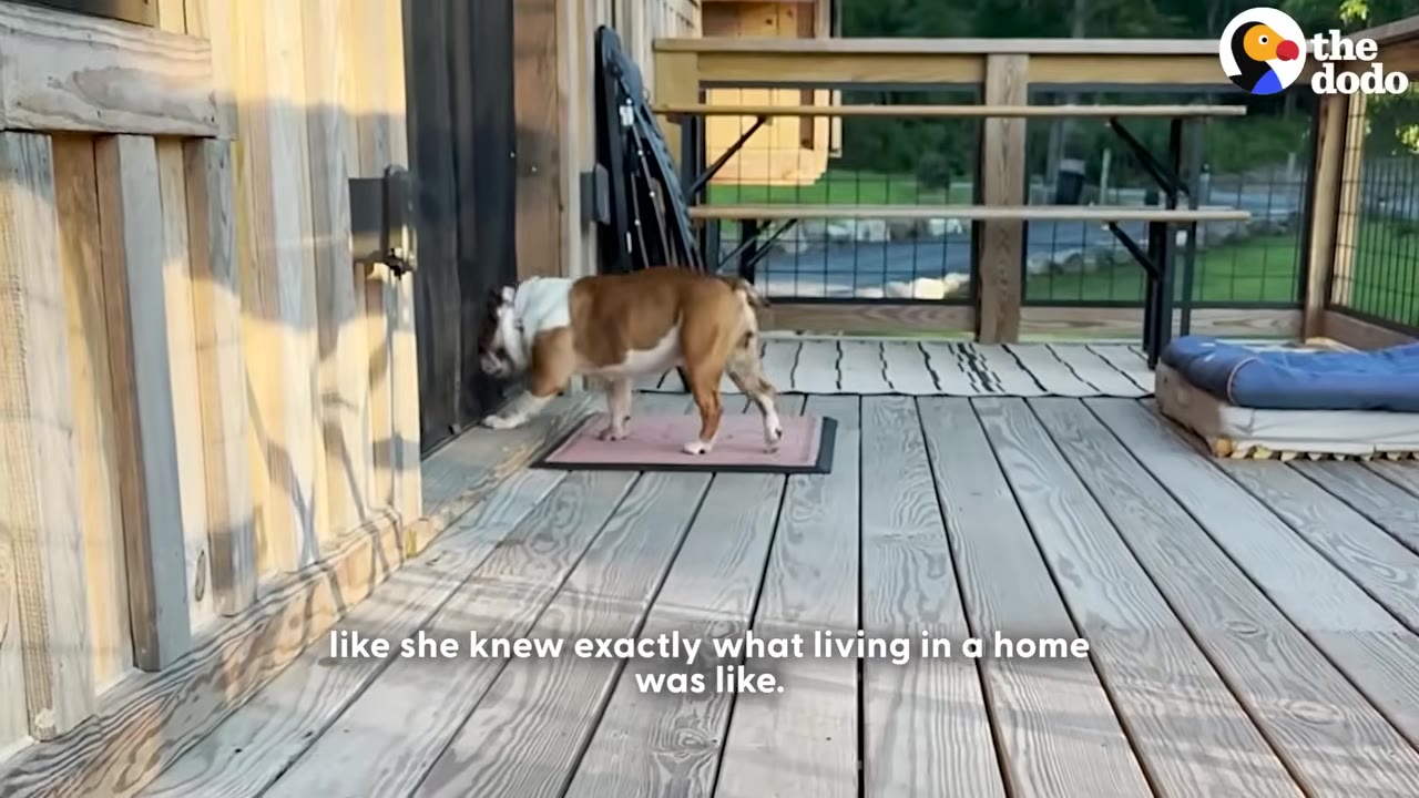 A brown and white bulldog walks across a wooden deck towards a screen door.