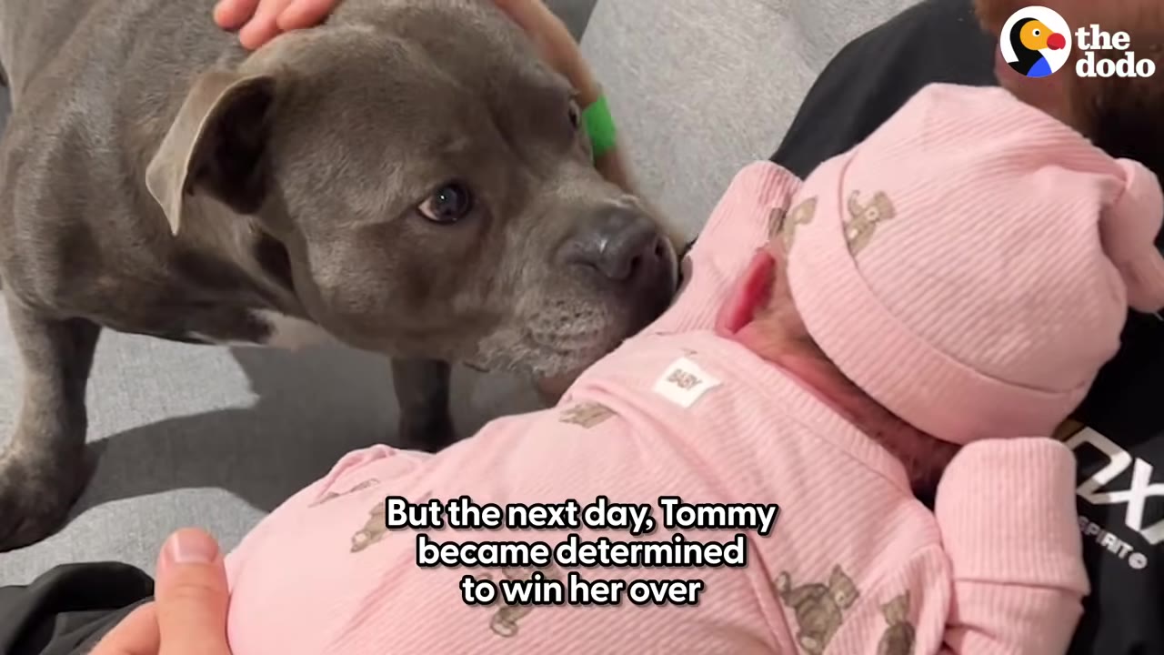 A grey pit bull-type dog gently sniffs a newborn baby wearing a pink outfit and a pink knit hat.
